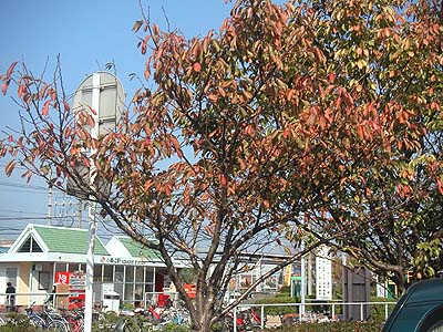 紅葉した小森江駅の桜